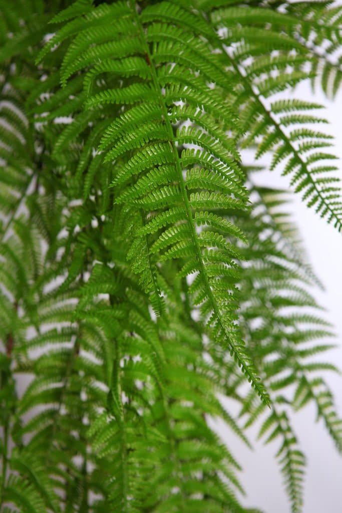 Planta helechosa gigante artificial 110 2