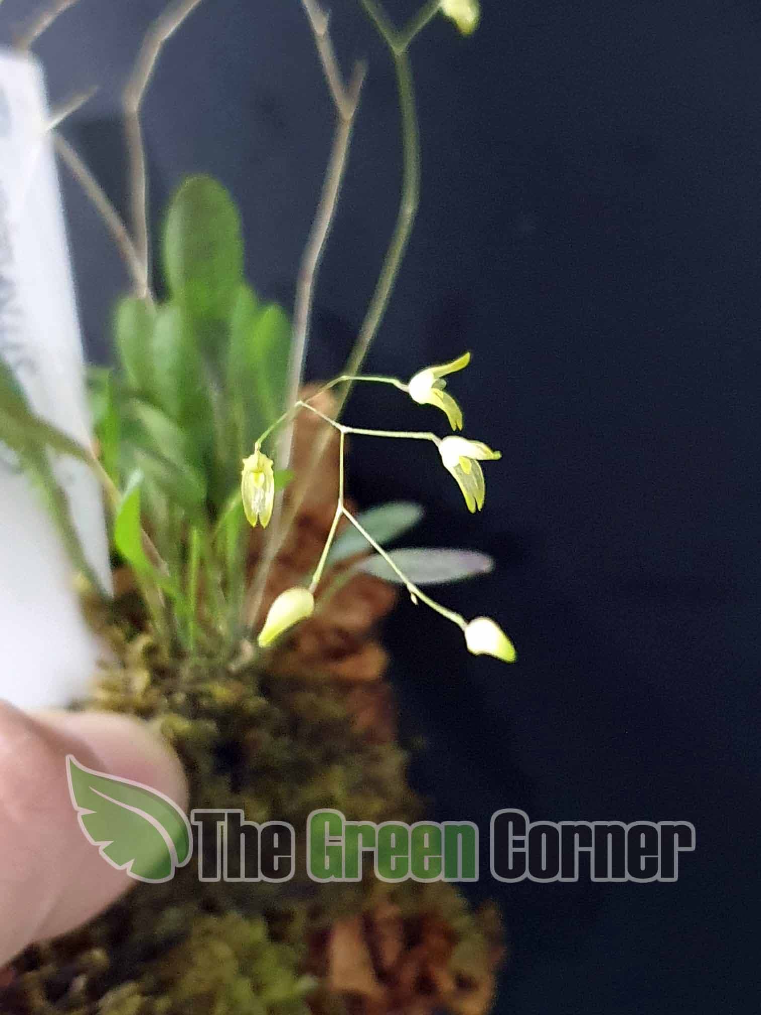Pleurothallis grobyi: Mini Orquídea de coleccion 2