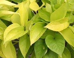 EPIPREMNUN "GOLDEN POTHOS" 3