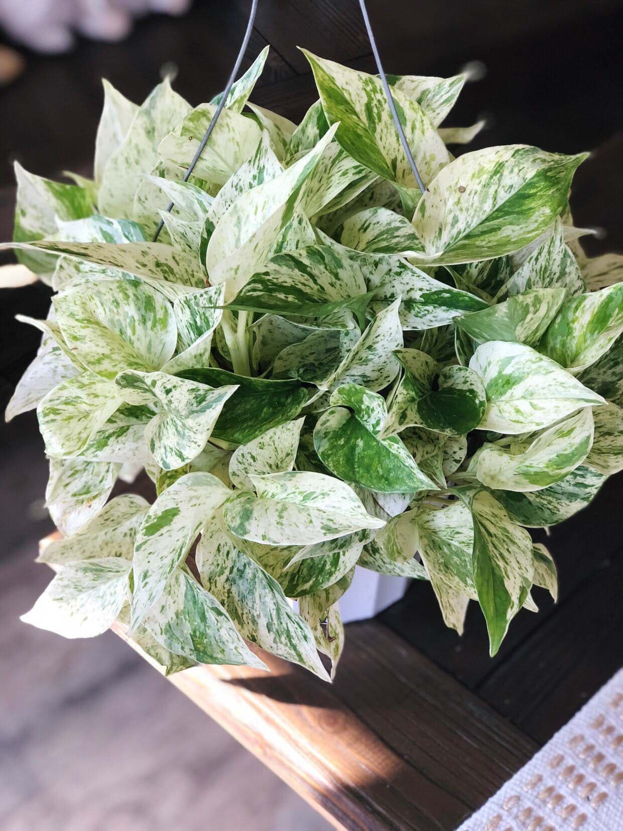 Epipremnum Marble Queen 4