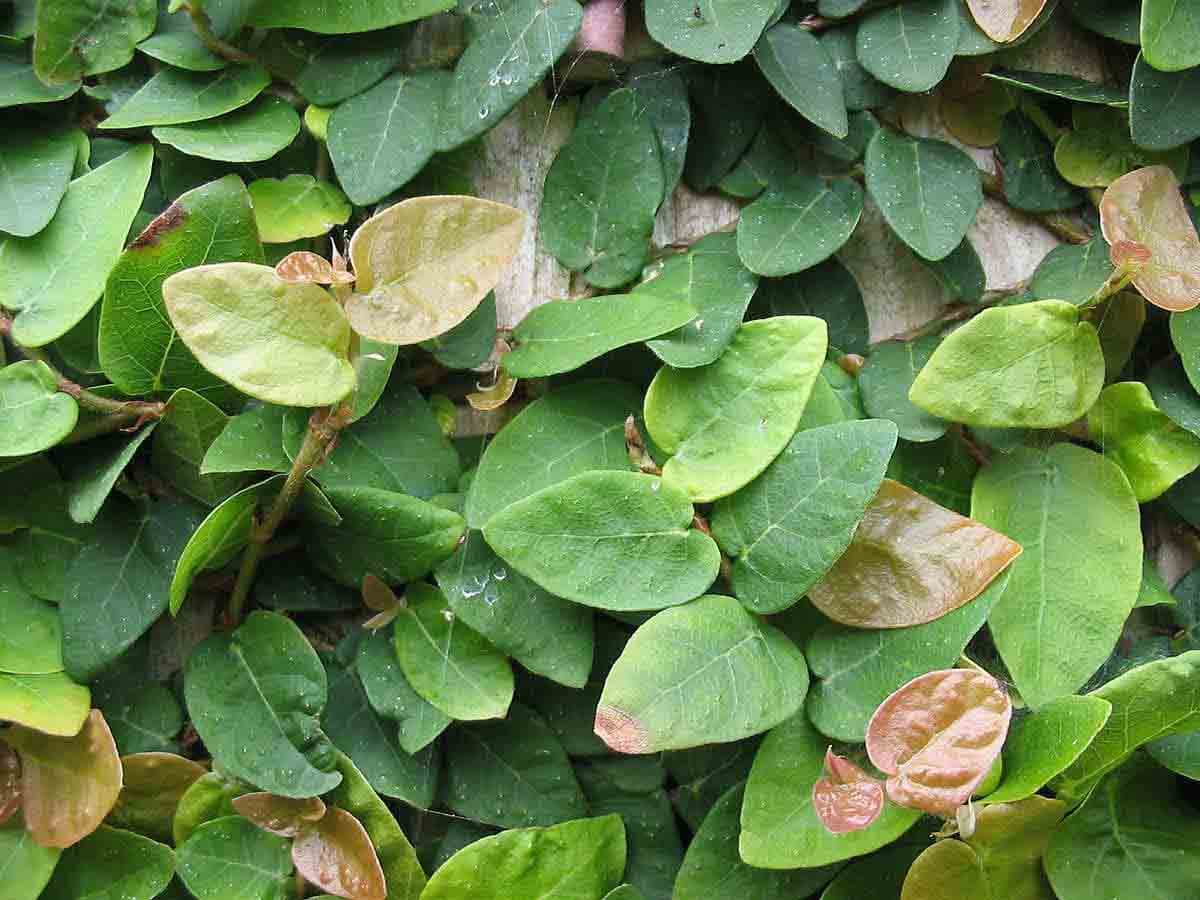 Ficus pumilla: una de las preciosas plantas para terrario seleccionadas desde nuestra propia experiencia evitando problemas de adaptacion.