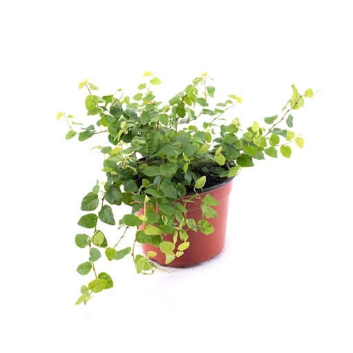 FICUS PUMILLA: Maceta de 9cm 2