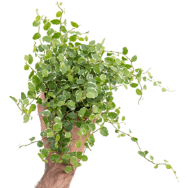 FICUS PUMILLA "white sunny": Maceta de 9cm 4