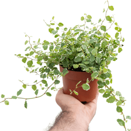 FICUS PUMILLA "white sunny": Maceta de 9cm 3