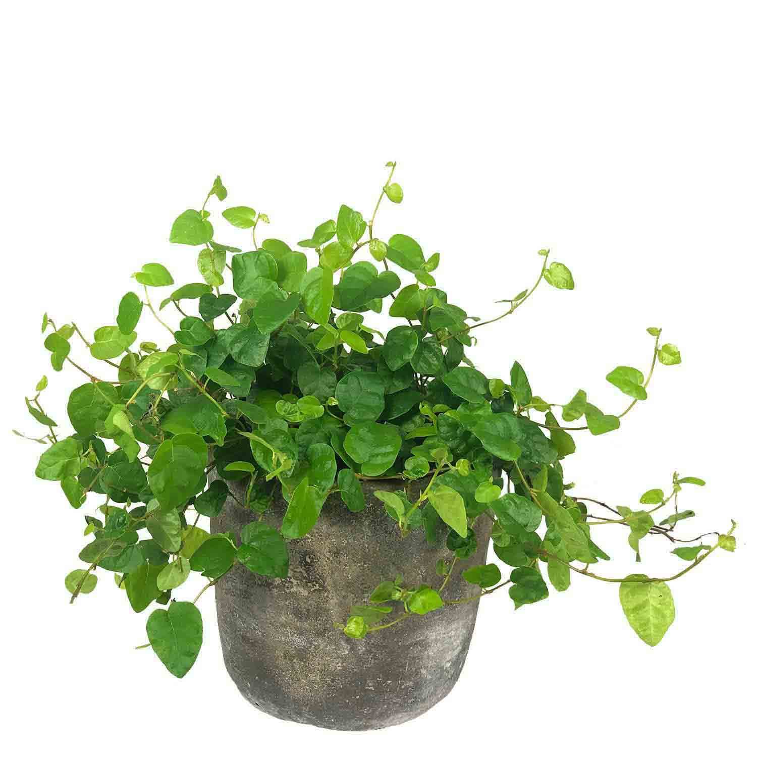 FICUS PUMILLA: Maceta de 9cm 3