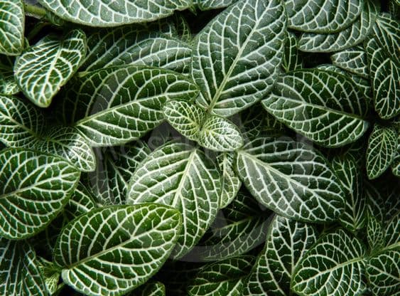 Fittonia verschaffeltii Big leaf (Verde-blanco) 3