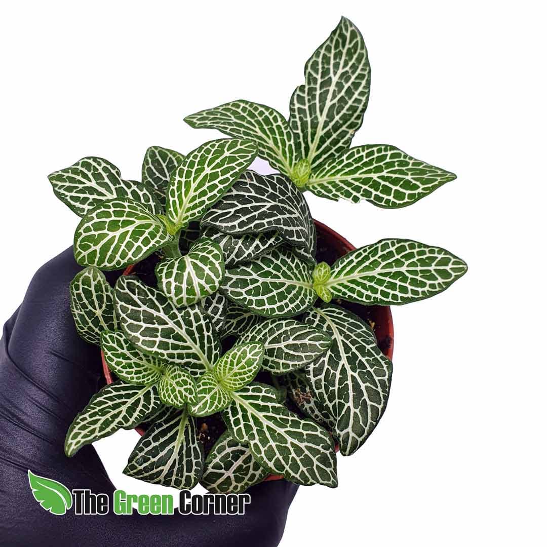 Fittonia verschaffeltii var. big leaf. Conocida planta para terrarios llena de color y muy economica. Varios tonos de hoja disponibles.