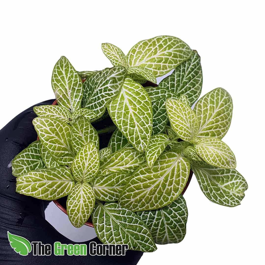 Fittonia verschaffeltii var. big leaf verde lima. Conocida planta para terrarios llena de color y muy economica. Varios tonos de hoja disponibles.