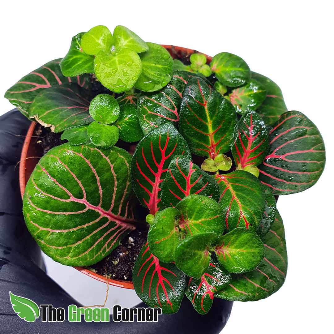 Fittonia verschaffeltii var. big leaf (Verde-roja). Conocida planta para terrarios llena de color y muy economica. Varios tonos de hoja disponibles.