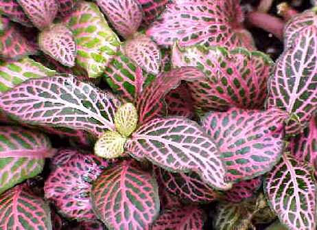 Fittonia verschaffeltii Big leaf (Verde-blanco) 2