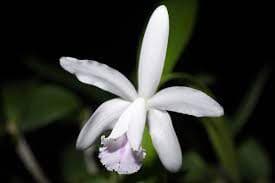 con una floración blanca exuberante