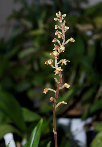 Macodes petola: Orquídea terrestre