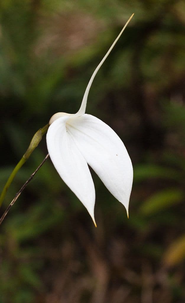 Masdevallia Coccinea Alba: Orquidea de tamaño medio 2