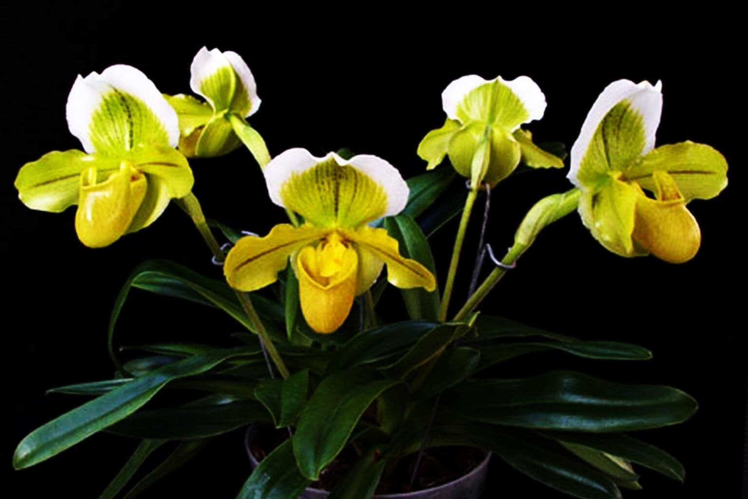 Paphiopedilum sukhakulii: Orquidea Zapatito 4