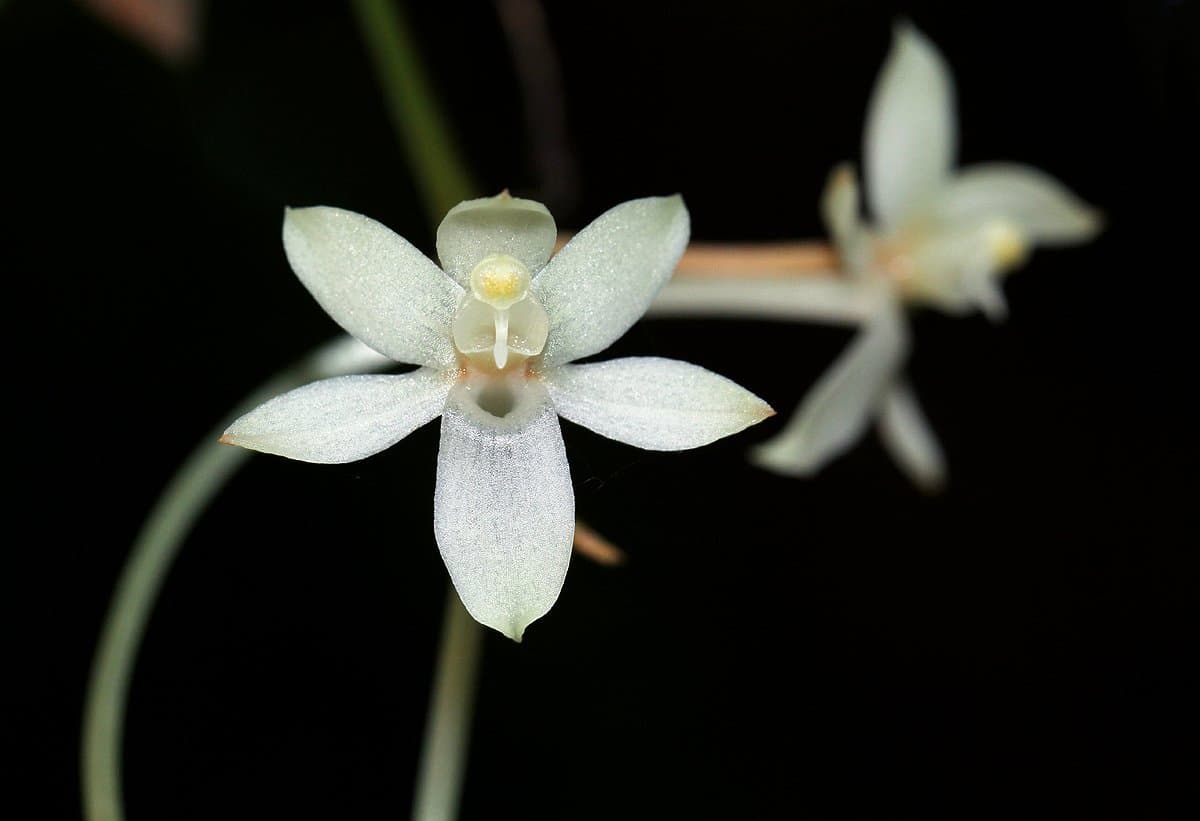 Aerangis mystacidii Joven 3