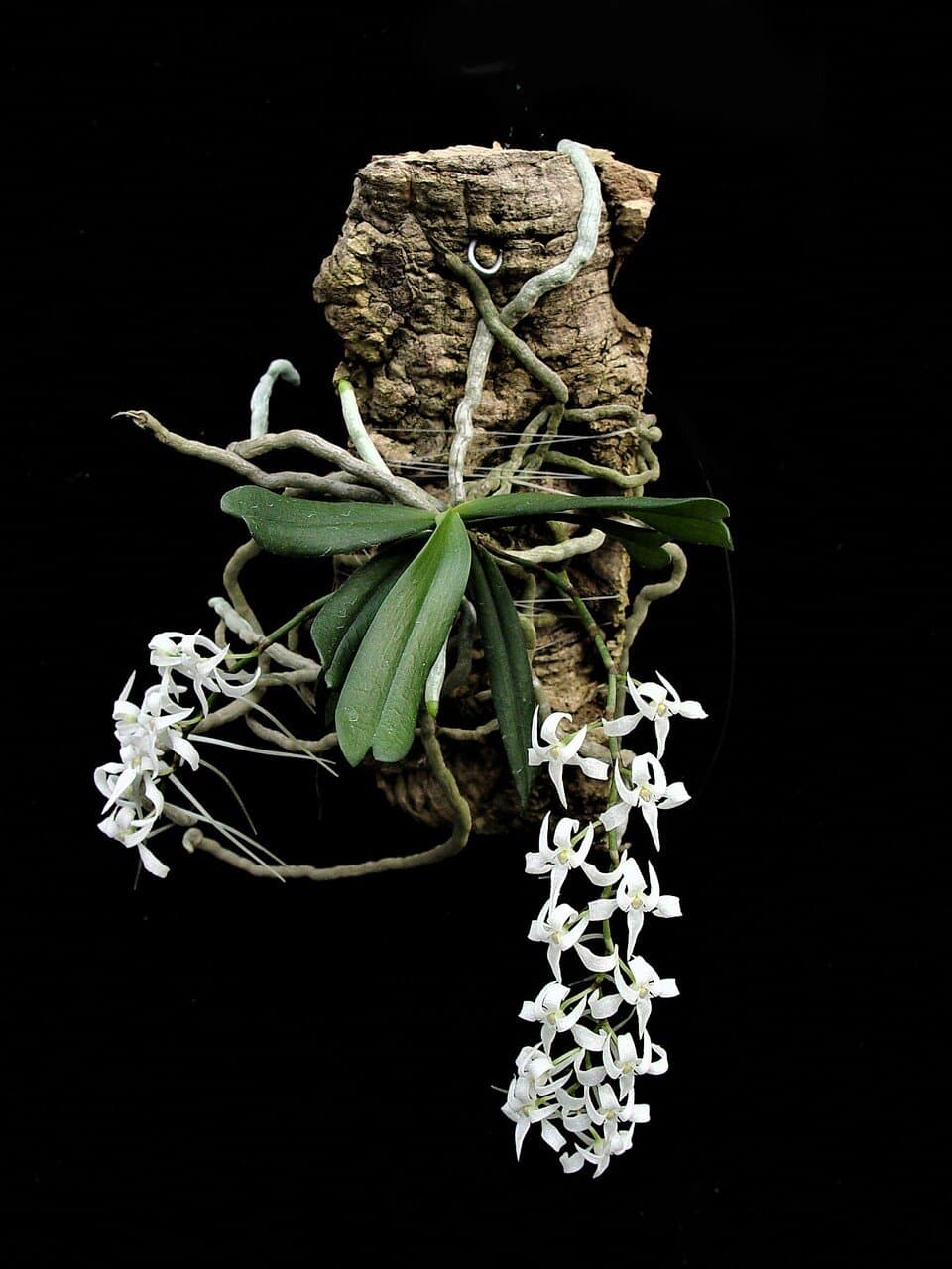 Aerangis mystacidii Joven 4