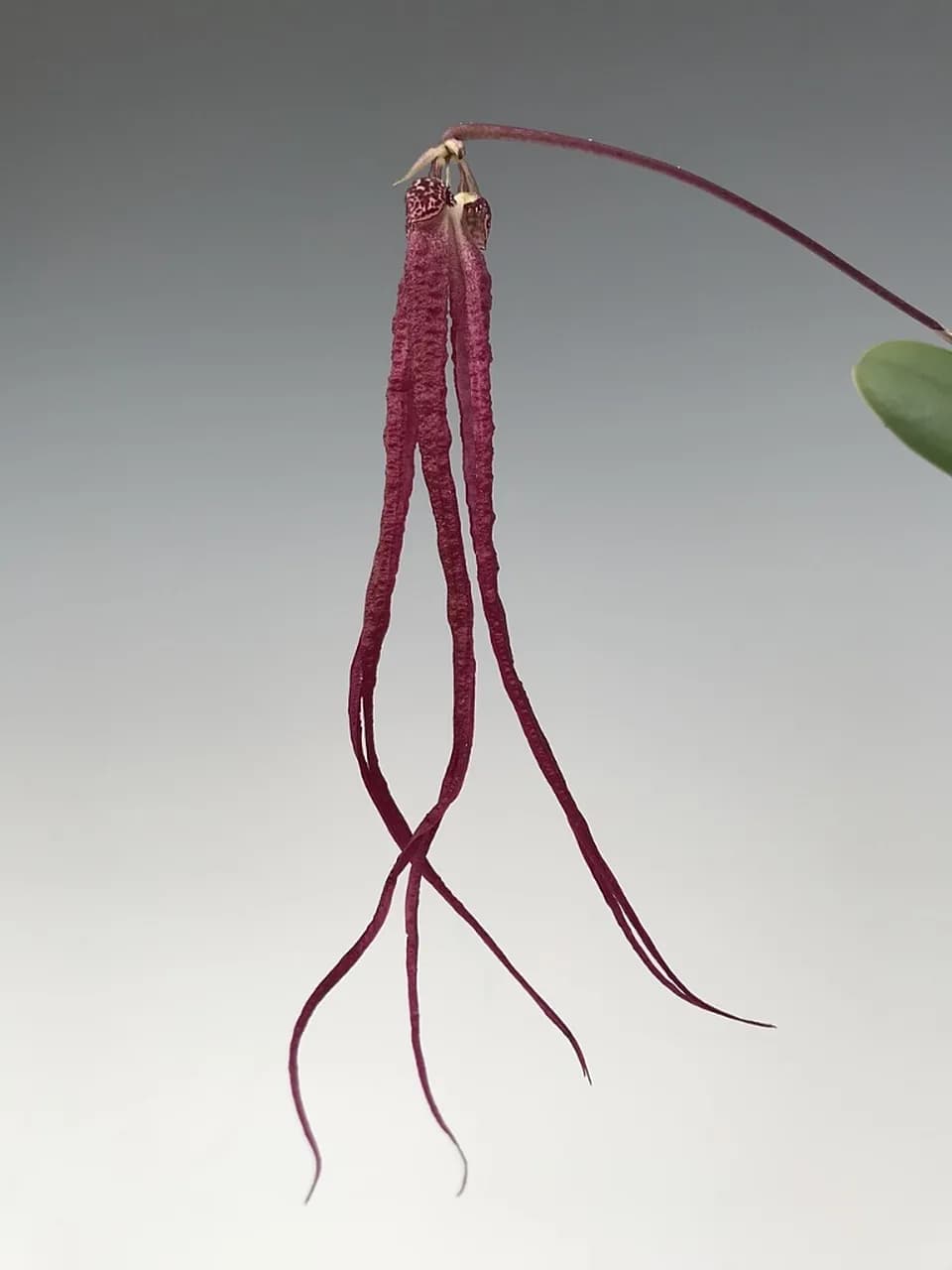 Bulbophyllum treschii: Orquidea de pequeño tamaño 3