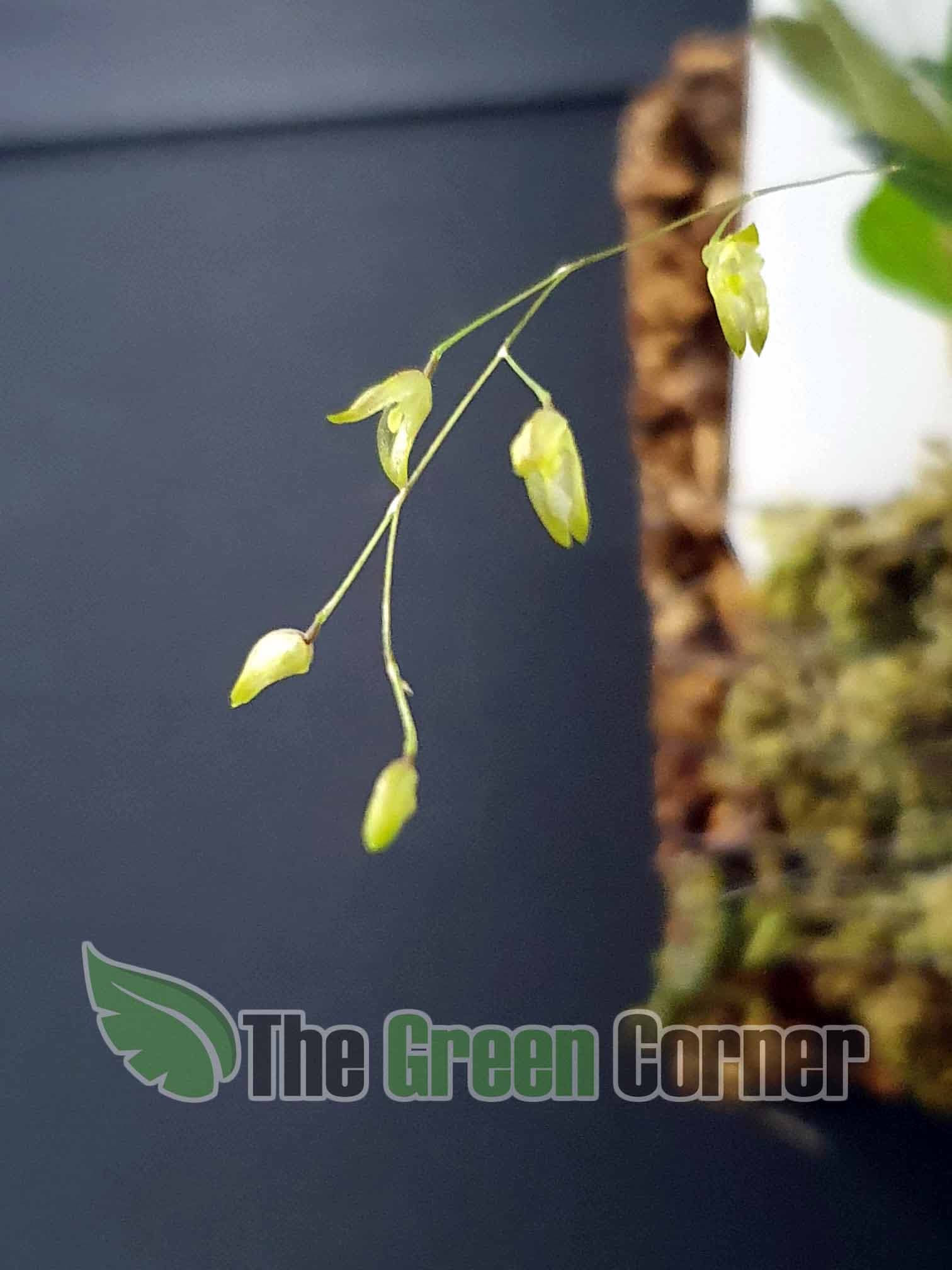 Pleurothallis grobyi: Mini Orquídea de coleccion 3