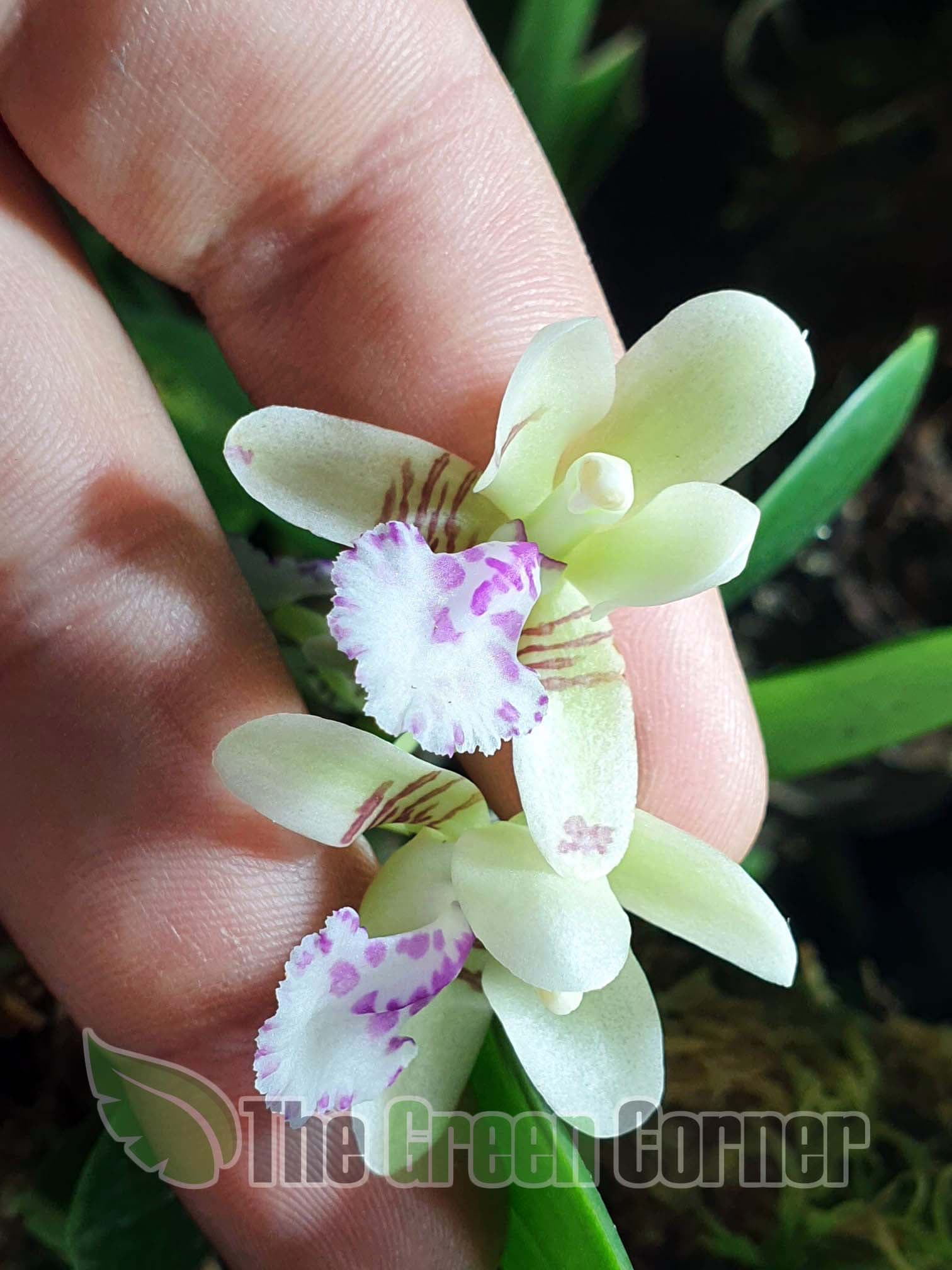 Sedirea japonica: Una impresionante Orquídea de pequeño tamaño