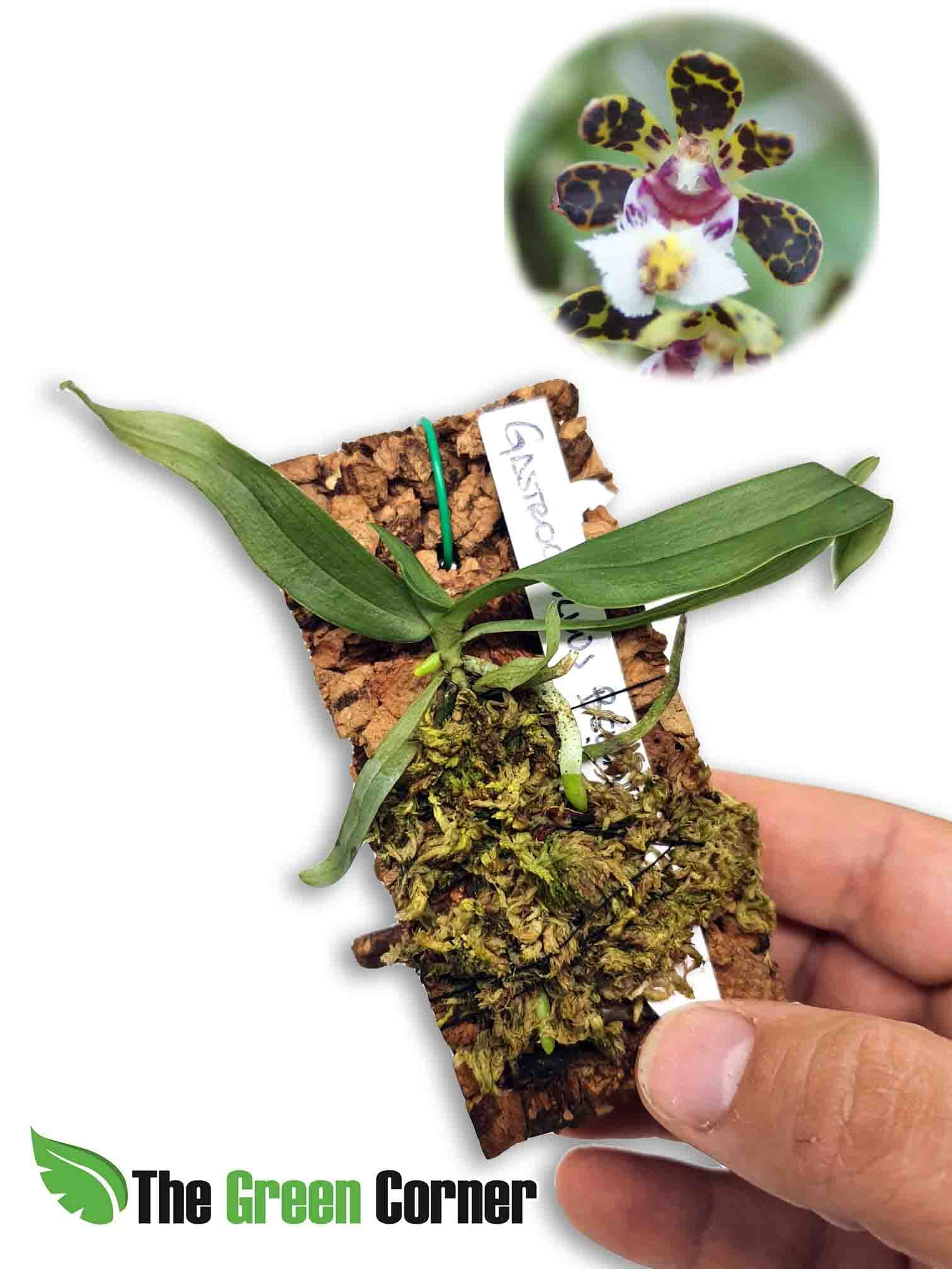 Gastrochilus bellinus: fascinante Orquídea miniatura