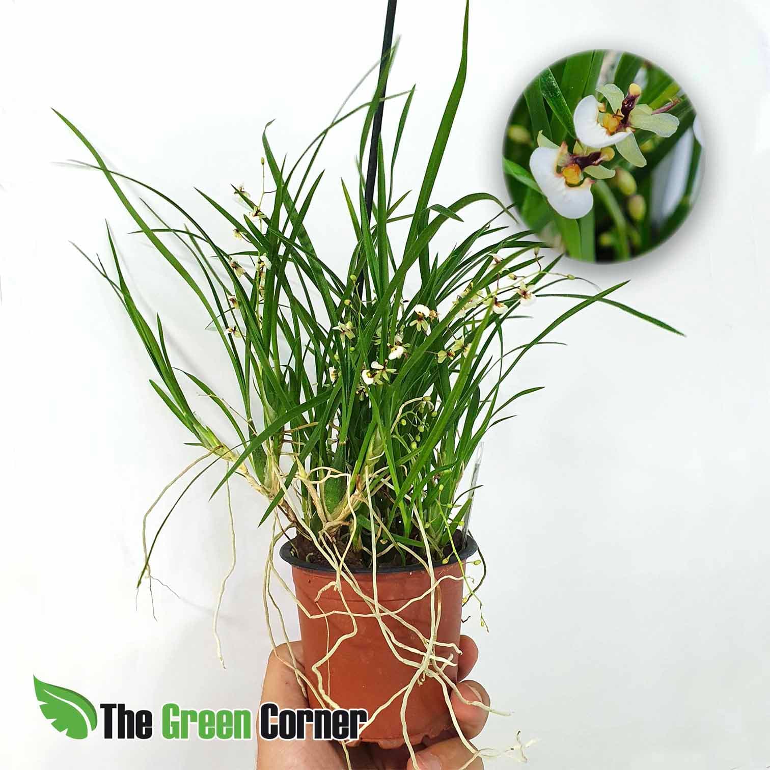  Gomesa radicans: Preciosas y abundantes flores de pequeño tamaño