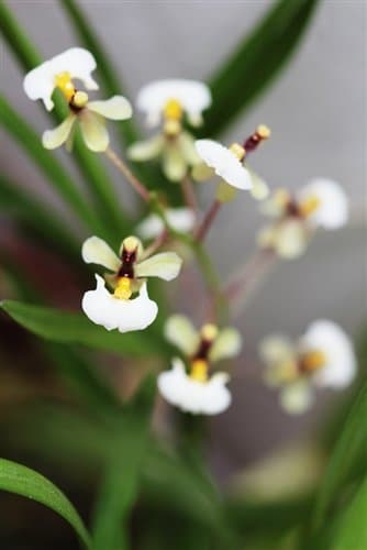 Gomesa radicans: Orquidea de pequeño tamaño 2