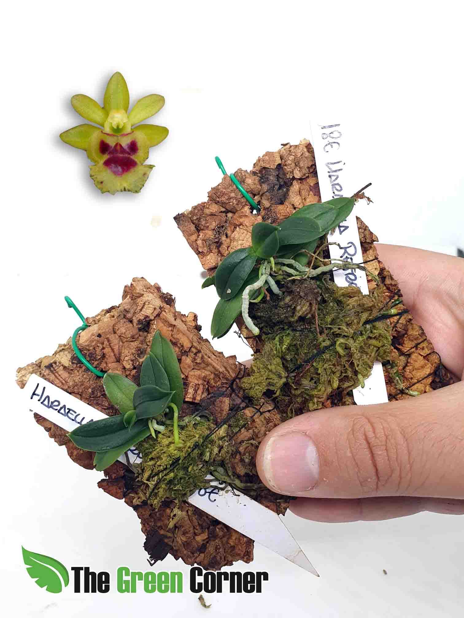 Haraella retrocalla: fascinante Orquídea miniatura