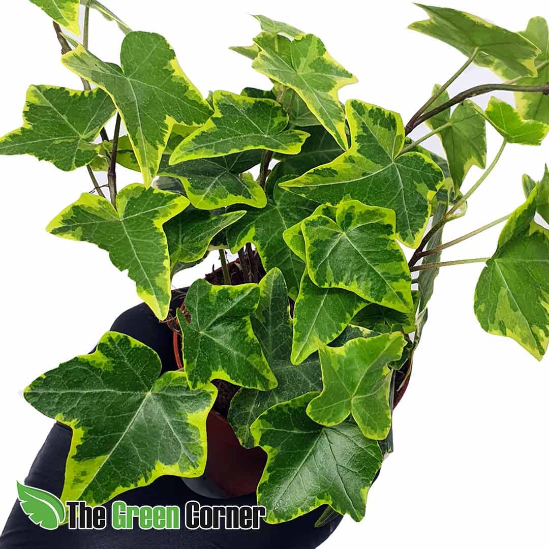 Hedera Helix Variegada