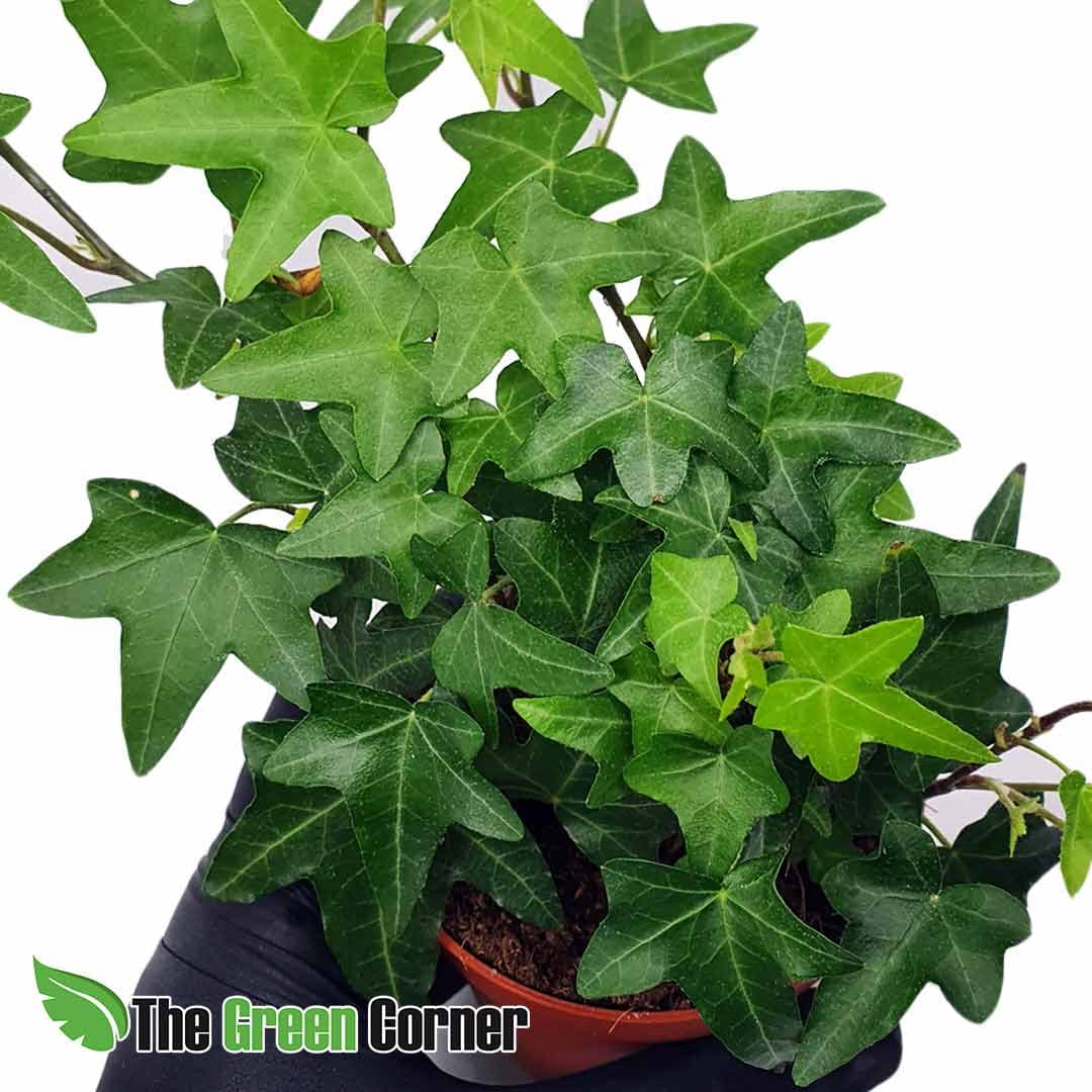 Hedera Helix Verde