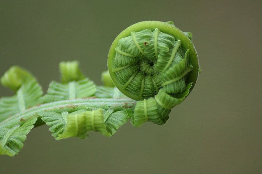 Helecho Pteris spp. 2