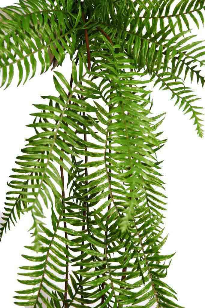 Trepadora Helechosa Artificial 115cm 3