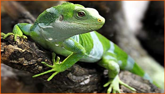 Uromastyx