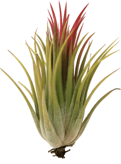 Tillandsia Ionantha var. ionantha 4
