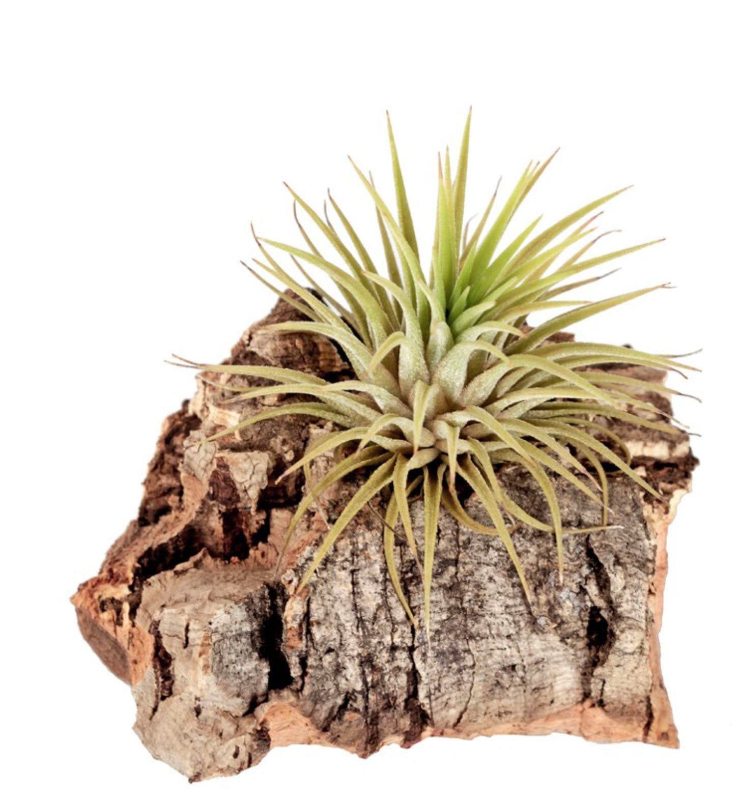 Tillandsia ionantha var. rubra L 4
