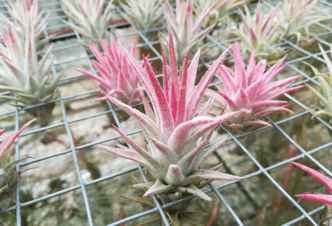 Tillandsia Ionantha var. ionantha 2