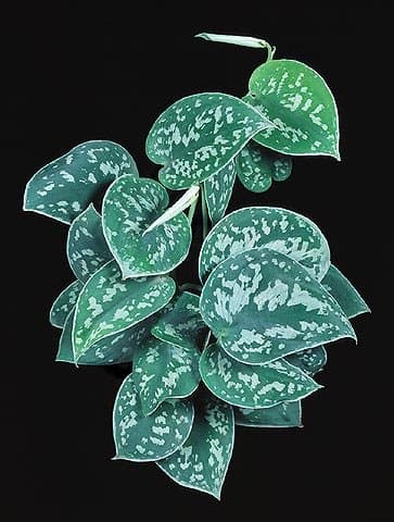 Scindapsus pictus argyraeus: Potho satinado 3