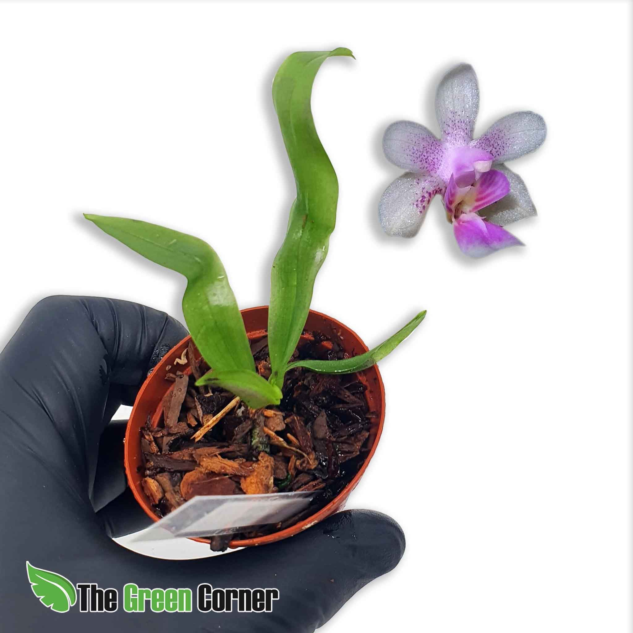 Kingidium deliciosum en kit de rustificacion: tus orquideas en proceso de adaptación para que puedas disfrutar de todo el proceso vegetativo.
