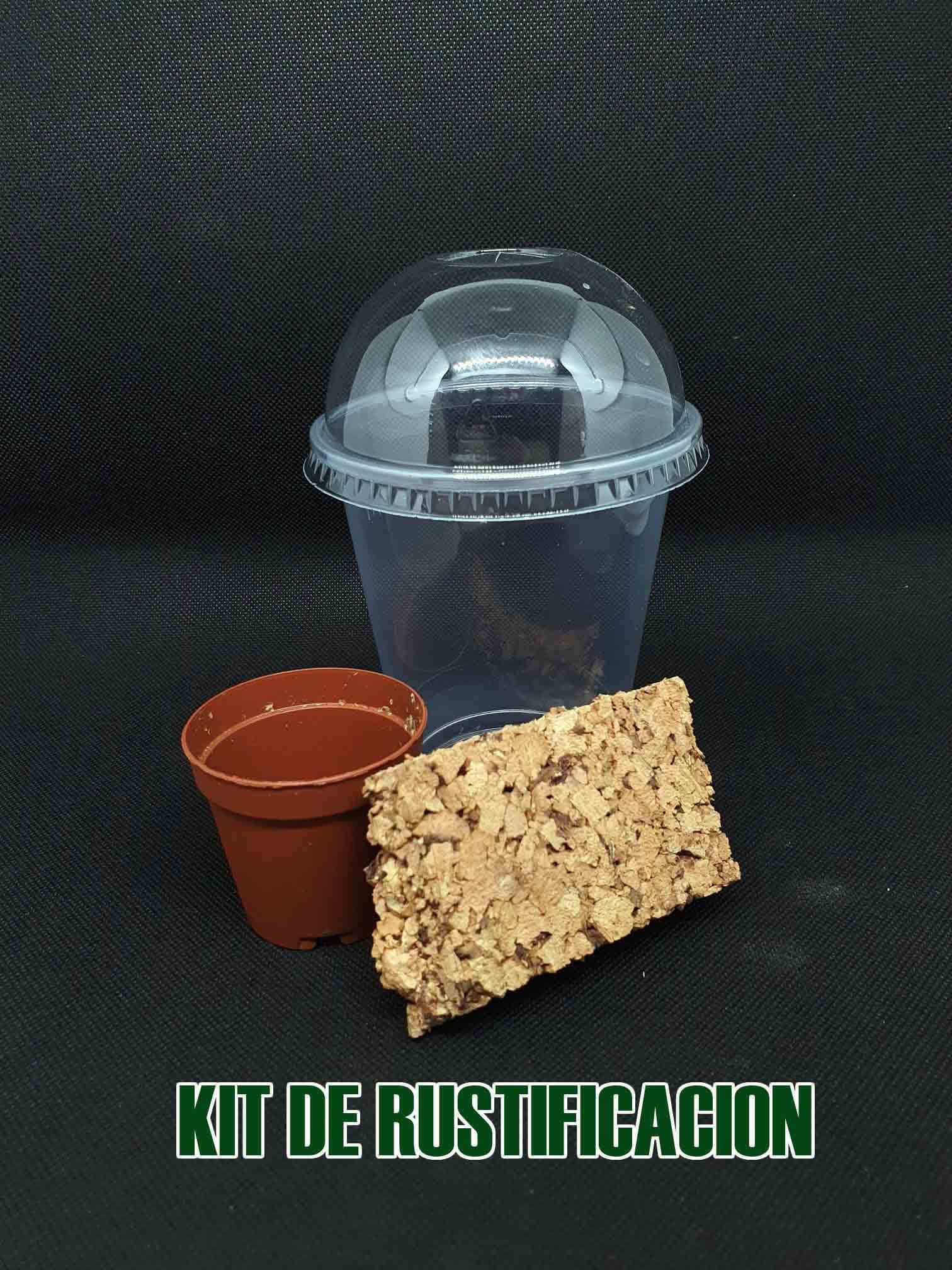 Smitinandia micrantha en kit de rustificacion: tus orquideas en proceso de adaptación para que puedas disfrutar de todo el proceso vegetativo.