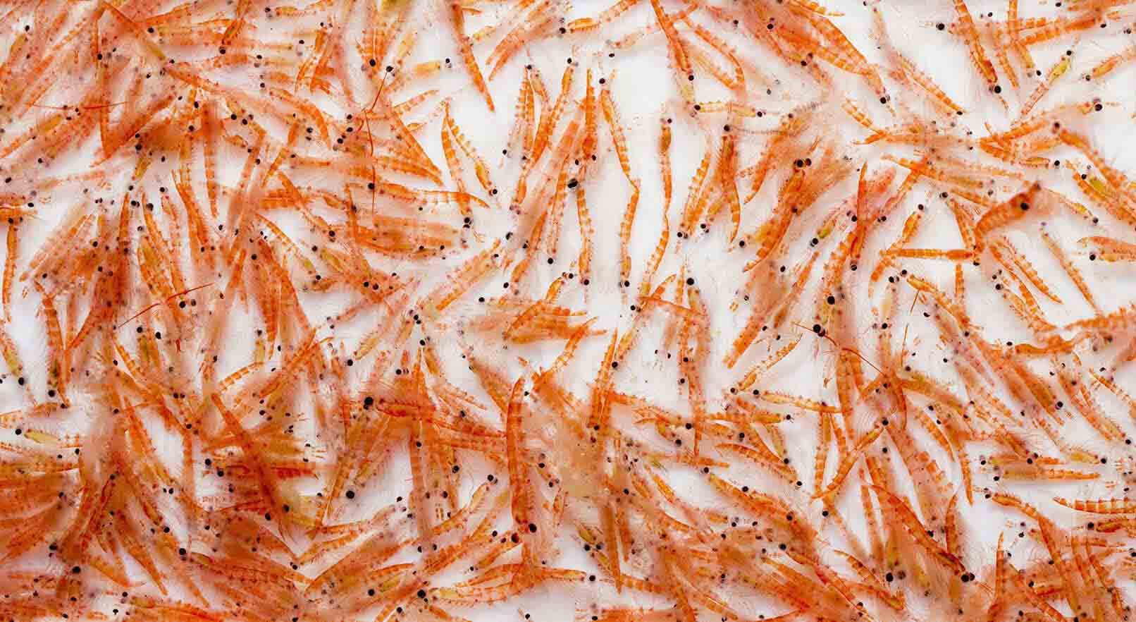 Antarktic Krill – Artemia Koral 3