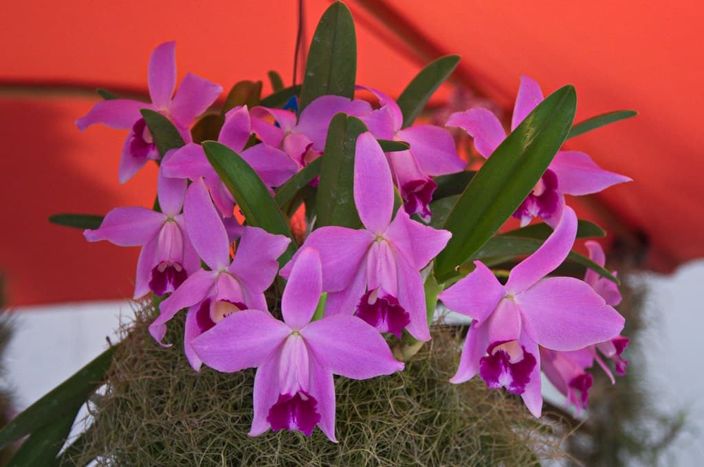 Laelia pumila: Orquidea de pequeño tamaño