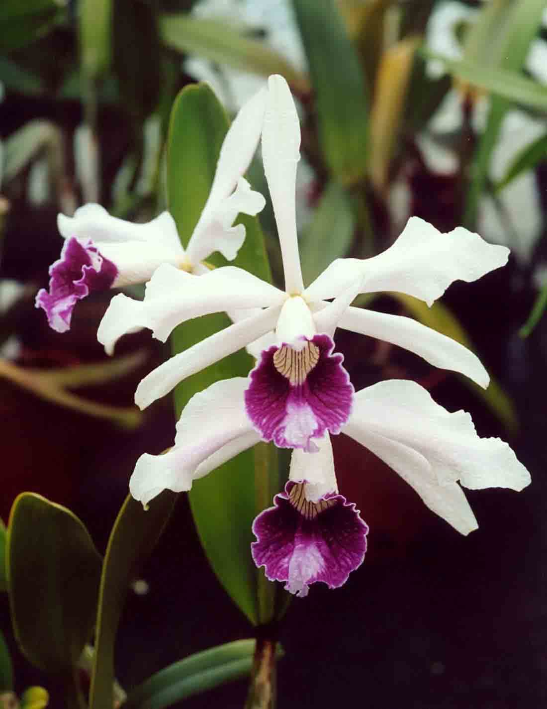 Laelia purpurata: Orquidea de tamaño medio 3