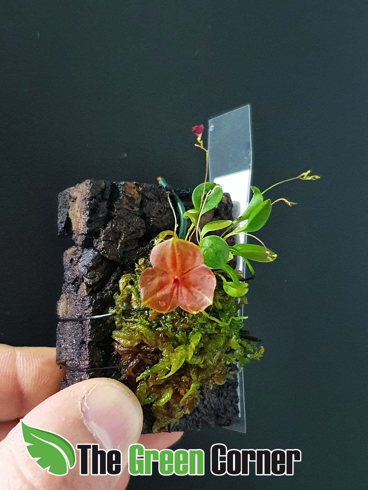 Lepanthes telipogoniflora: Preciosa variedad del genero lepanthes. Un puñado de especies reservadas para los coleccionistas mas selectos.