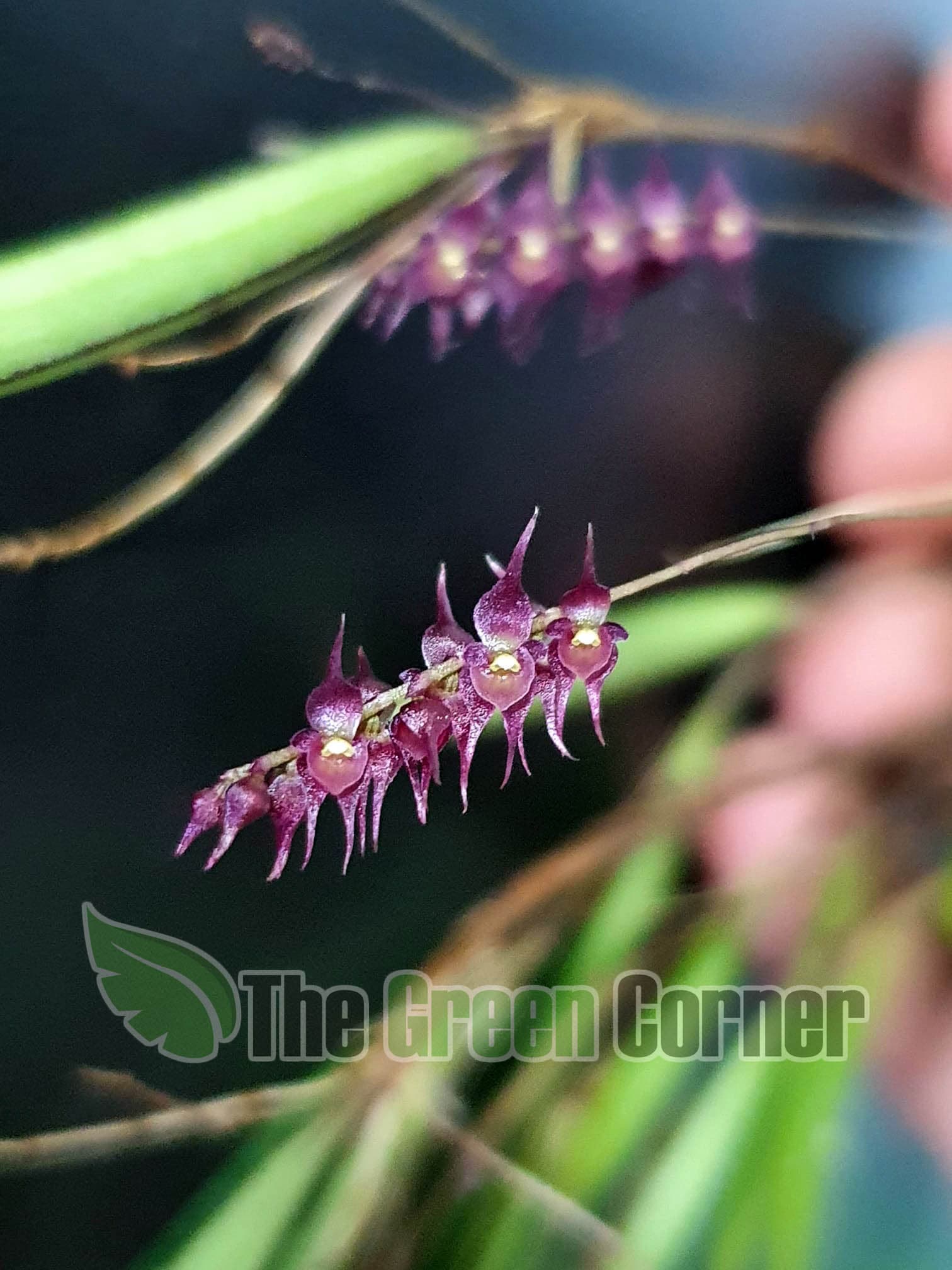 Lepanthopsis acetabulum: orquidea de pequeño tamaño 3