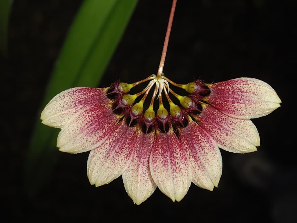 Bulbophyllum lepidum: Orquidea de tamaño medio 4