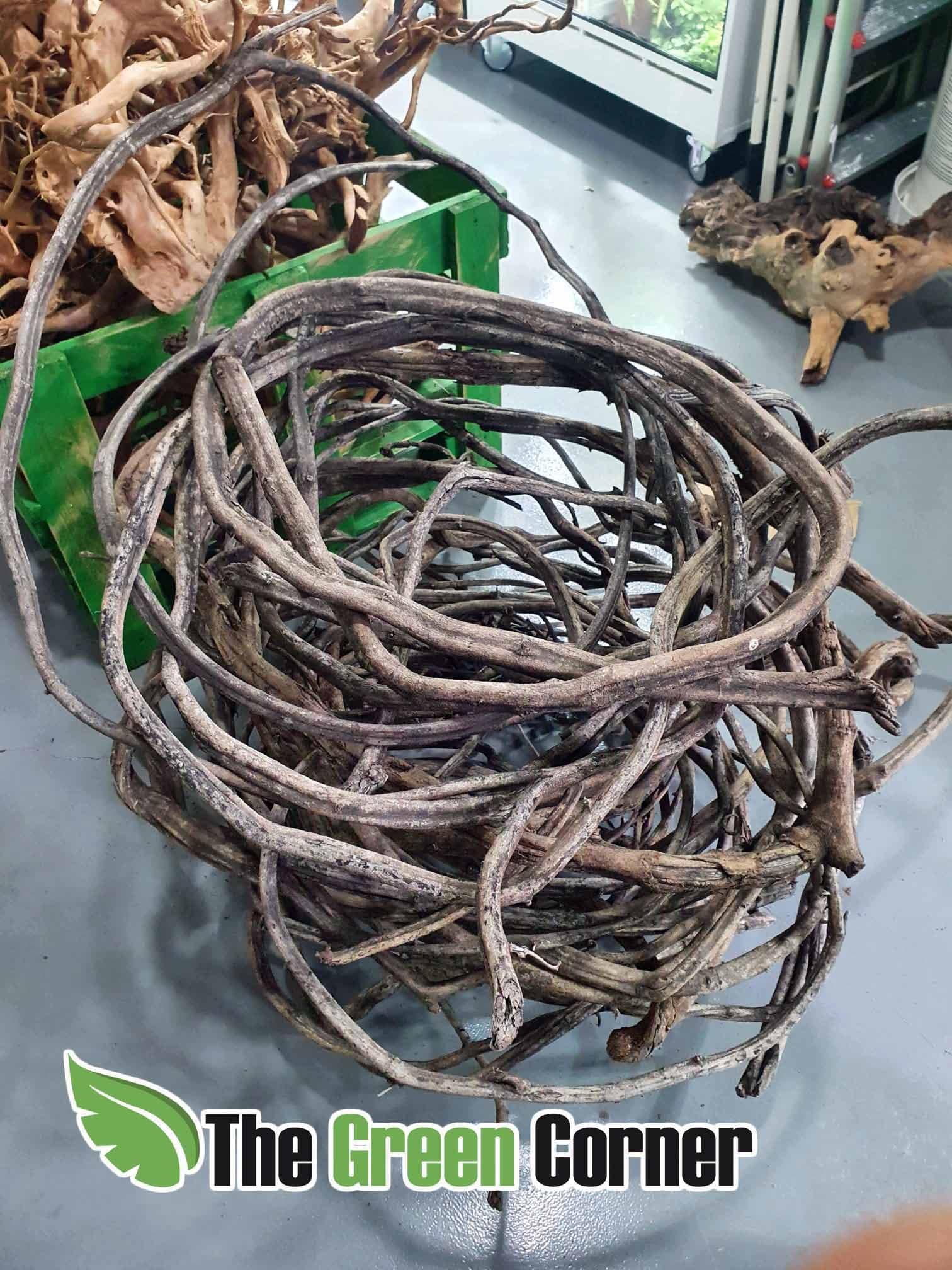 Liana: Amazonica: Precioso elemento decorativo para ecosistemas tropicales y acuarios de paisajismo. Imprescindible en cualquier equipo.