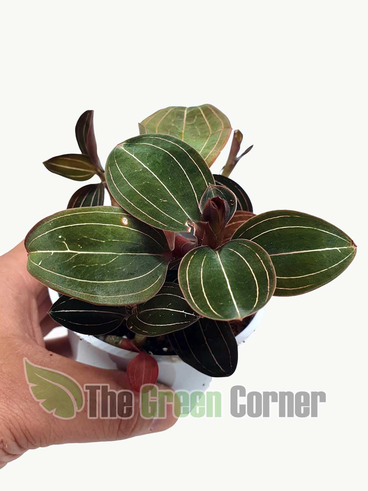 Ludisia discolor de buen tamaño. Preciosa Orquídea Joya muy muy fácil de cultivar con unas hojas y floración preciosa.