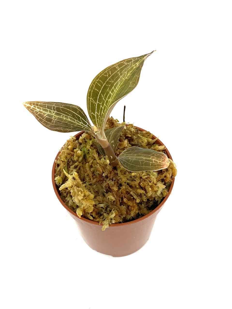 Macodes limii: Orquídea terrestre 3