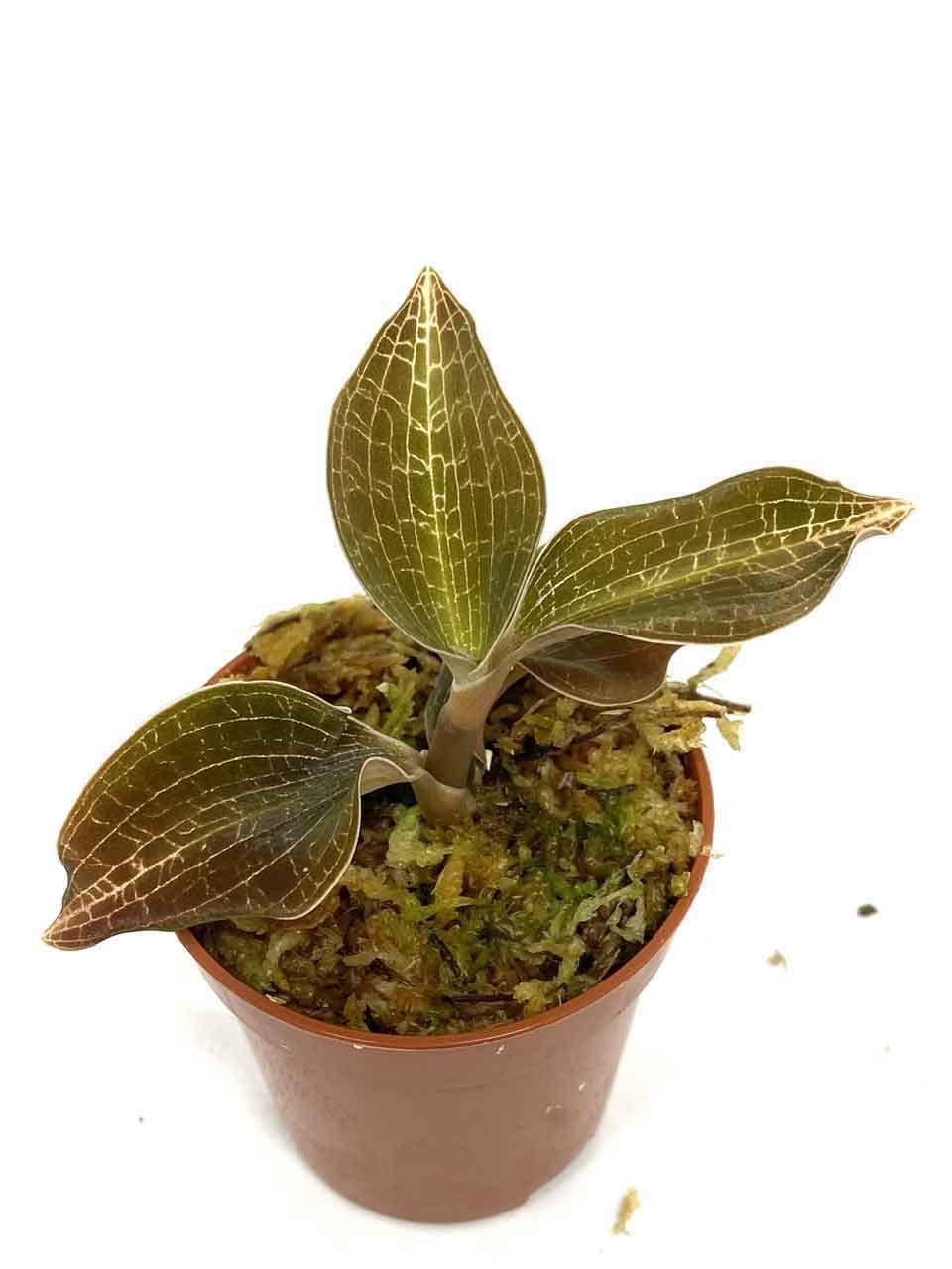 Macodes limii: Orquídea terrestre 4