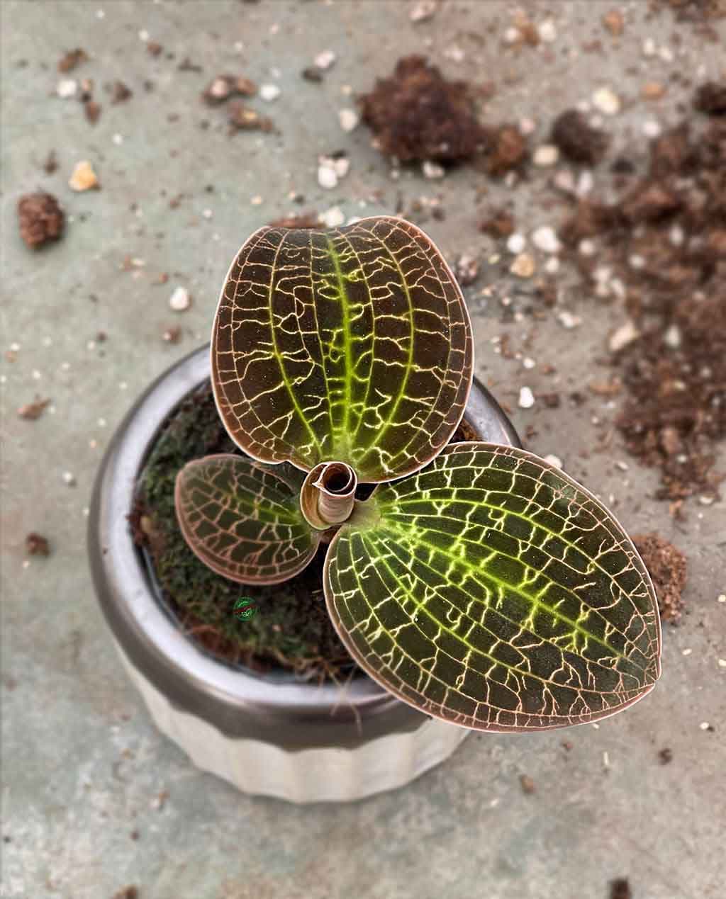 Macodes lowii: Orquídea terrestre 2