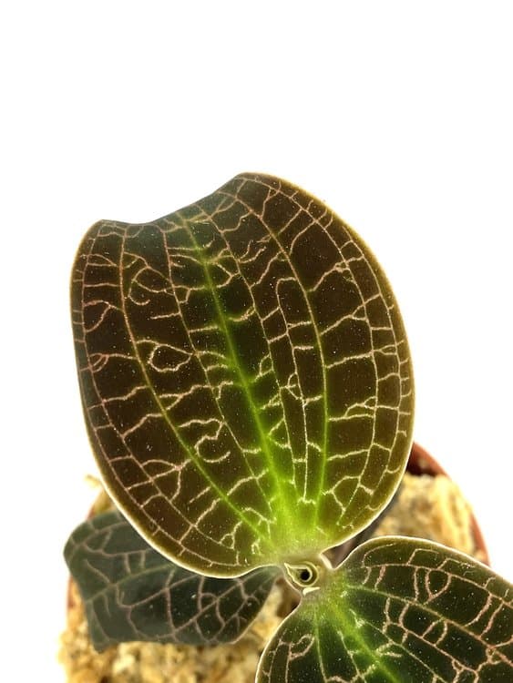 Macodes lowii: Orquídea terrestre